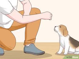 When mature a dog can hear frequencies up to two and a half times higher than. 3 Ways To Care For An 8 Week Old Puppy Wikihow