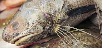 Contextual translation of ikan senangin into english. The Difference Between The Flying Fish Seafood Company Facebook