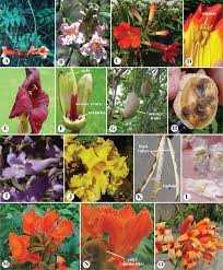 Image result for Pedaliaceae