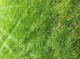 Progreen have added the scotts landscaper pro range of fertilisers to their range of granular fertilisers for lawns and turf. Scotts Turf Builder Grass Seed Landscapers Mix Grass Seed Scotts