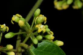 Image result for Marsdenia sylvestris