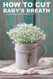 How can i help my newborn grow? Can You Grow Baby S Breath In Your Garden Easily