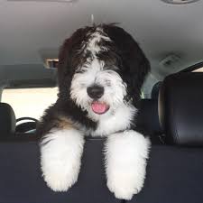 Bernedoodle Grosse Hunde Hunde Tiere