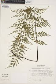 Image result for Asplenium buettneri