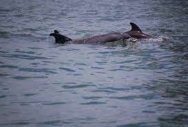 Maybe you would like to learn more about one of these? Dolphin Sightseeing In Galveston Bay Mommypoppins Things To Do In Houston With Kids