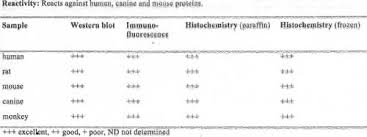 Anti Cav1 Antibody Goat Cav1 Polyclonal Antibody