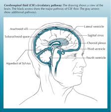 Brain 101 The Ventricles And Csf Flow Hydrocephalus