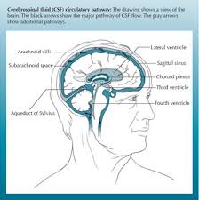 brain 101 the ventricles and csf flow hydrocephalus