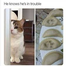 17 Photos That Prove Cats Own Us Not The Other Way Around In 2020 Funny Animals With Captions Animal Captions Cats