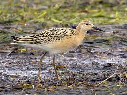 From wikipedia, the free encyclopedia. Ruff Ebird