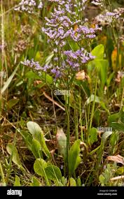 Image result for Limonium vulgare