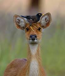 After You Get To Over The Bird On Her Head Check Out The Eyelashes Animals Cute Animals Nature Animals