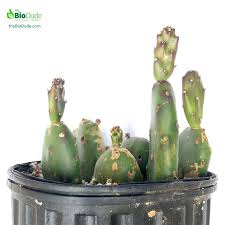 What do bearded dragons eat? Buy 6 Pot Opuntia Cactus Prickly Pear At The Bio Dude For Only 19 95