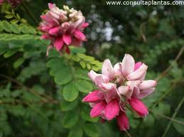 Image result for Indigofera kuntzei
