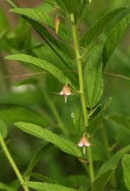 Image result for Malvaceae: Byttnerioideae, Helicteroideae