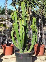 Image result for Euphorbia candelabrum