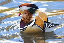 Browse 170 mandarin duck central park stock photos and images available, or start a new search to explore more stock photos and images. Central Park S Rare Mandarin Duck Scared Everyone Today