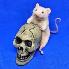 Pumpkin Taxidermy Mouse ~ Halloween, jack o lantern, trick or treat,  oddities, curio, curiosities, goth, gothic, spooky