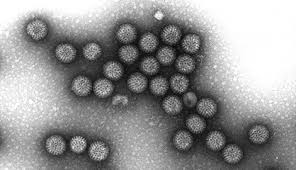 Rotaviruses are the most common cause of diarrhoeal disease among infants and young children. Rki Infektionskrankheiten A Z Rotavirus Infektionen