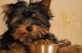 What can be a good treat for yorkshire terriers? The Best Food For Your Yorkie Part 1 Dog Food Recipes Best Dog Food Food Animals