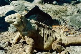 Image result for Phaulopsis sangana