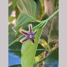 Image result for Periploca linearifolia