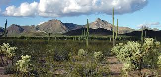 Image result for Tragia lasiophylla