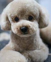 Hottest Trend In Pet Grooming Japanese Styles Puppy Grooming Japanese Dog Grooming Dog Grooming