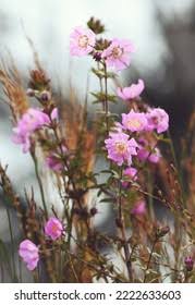 Image result for Cunoniaceae