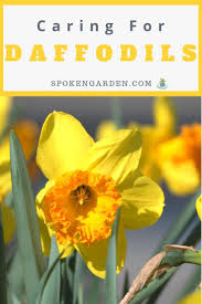 Daffodil Care After Flowering Now What Diy Garden Minute Ep 64 Spoken Garden Daffodils Daffodil Gardening Garden Care