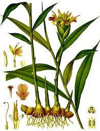 A beautiful ginger with white striped foliage and upright shell flowers. Ginger Wikipedia