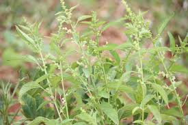 Image result for Acalypha lanceolata