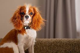Cavalier King Charles Ozellikleri Ve Bakimi Satin Alma Sahiplen