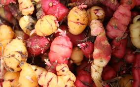 Tubercule Oca Du Perou