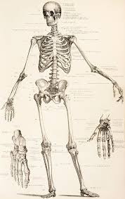 He is currently a senior honorary research. Human Anatomy Drawing Bones Novocom Top