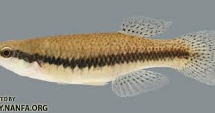 Fundulus Notatus Blackstripe Topminnow 2000 Fish Pet Aquarium Fish Fish