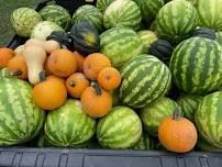 CSA Produce Distribution