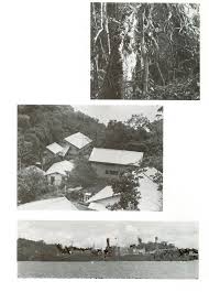 Image result for Lindackeria fragrans