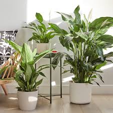 You'll want to keep too much direct sun away from these plants because the leaves will easily burn with too much harsh sun. Peace Lily White Sails Indoor Plants In London Patch