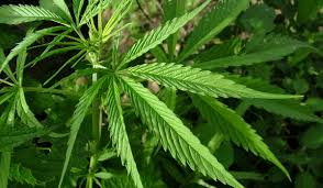 Check spelling or type a new query. Chronic Cannabis Use May Cause Brain Inflammation Live Science