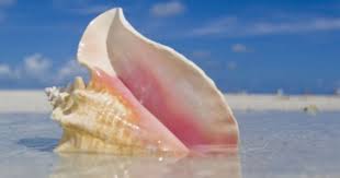 Queen Conch Shell In Shallow Water On A Sandbar In The Florida Keys Photographic Print Mike Theiss Allposters Com Sea Shells Shell Island Beach Painting