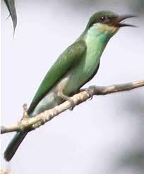 It is widely distributed across south and southeast asia where many populations are strongly migratory. Blue Throated Bee Eater Wikiwand
