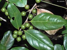 Image result for Embelia