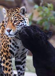 Jaguares (animal) (panthera onca) são grandes felinos nativos da américa do sul e central. Pin By Lorena Villalain On Tigres Leopardos Jaguares Pumas Jaguar Animal Animals Pets