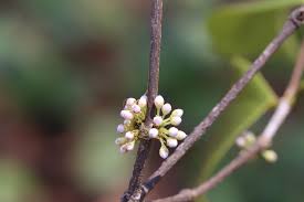 Image result for Warneckea sansibarica