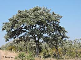 Image result for Terminalia sericea