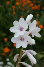 Image result for Watsonia borbonica