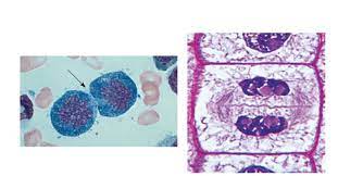 Check spelling or type a new query. 5 5 The Figures Above Indicate Normal Cytokinesis Chegg Com