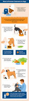 Recognizing & Treating Cataracts In Dogs | Canna-Pet
