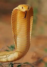 This may seem expensive, but it's worth it. Cobras Dreadful Snakes Dinoanimals Com